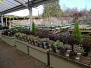 January displays at Castle Gardens, Sherborne